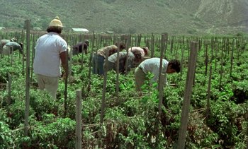 Movie still from “Alambrista!” (1977), directed by Robert M. Young – A group of people working in a field of plants; Extreme Wide shot, High angle