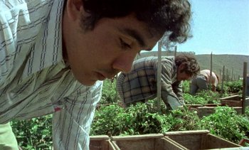 Movie still from “Alambrista!” (1977), directed by Robert M. Young – A man looking down at a plant in a box; Close Up shot, Low angle