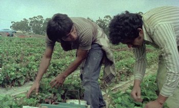 Movie still from “Alambrista!” (1977), directed by Robert M. Young – Two people picking strawberries in a field; Medium shot, High angle