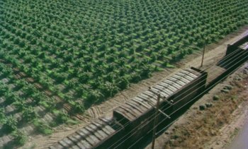 Movie still from “Alambrista!” (1977), directed by Robert M. Young – An aerial view of a train traveling through a field of crops; Extreme Wide shot, Overhead angle