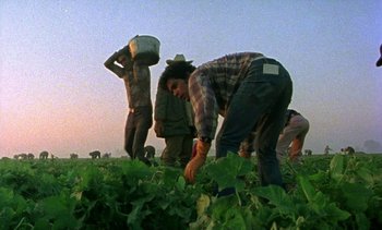 Movie still from “Alambrista!” (1977), directed by Robert M. Young – A group of people standing in a field picking vegetables; Wide shot, Low angle