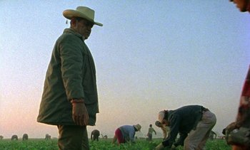Movie still from “Alambrista!” (1977), directed by Robert M. Young – A group of people working in a field; Medium shot, Low angle