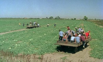 Movie still from “Alambrista!” (1977), directed by Robert M. Young – A group of people riding on the back of a truck; Extreme Wide shot, High angle