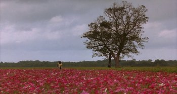 Movie still from “Jason's Lyric” (1994), directed by Doug McHenry – A person standing in the middle of a field of flowers; Extreme Wide shot, High angle