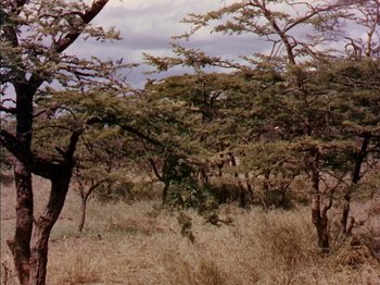 Movie still from “The Snows of Kilimanjaro” (1952), directed by Henry King – A group of trees that are in the grass; Extreme Wide shot, Low angle
