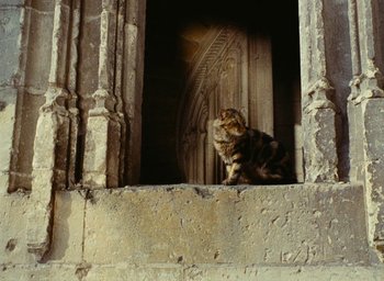 Movie still from “Ô saisons ô chateaux” (1958), directed by Agnès Varda – A cat sitting on the steps of an old building; Wide shot, Low angle