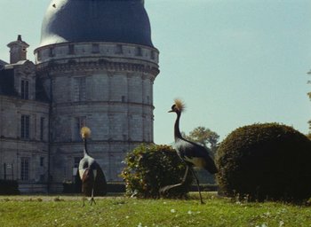 Movie still from “Ô saisons ô chateaux” (1958), directed by Agnès Varda – A couple of birds are walking in the grass; Extreme Wide shot, Low angle