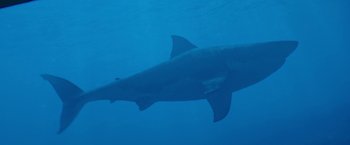 Movie still from “47 Meters Down” (2017), directed by Johannes Roberts – A large shark swimming in the water; Wide shot, Low angle