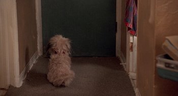 Movie still from “Ace Ventura: Pet Detective” (1994), directed by Tom Shadyac – A small dog sitting on the ground in a room; Wide shot, High angle