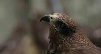 Movie still from “All That Breathes” (2022), directed by Shaunak Sen – The head of an eagle; Extreme Close Up shot, Low angle