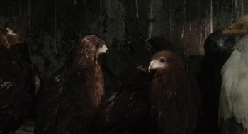 Movie still from “All That Breathes” (2022), directed by Shaunak Sen – A couple of birds that are standing in the dirt; Extreme Close Up shot, Low angle