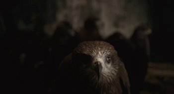 Movie still from “All That Breathes” (2022), directed by Shaunak Sen – A hawk's face in the dark; Extreme Close Up shot, Low angle