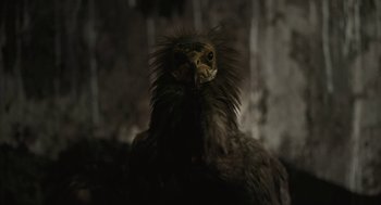 Movie still from “All That Breathes” (2022), directed by Shaunak Sen – The head of an eagle; Extreme Close Up shot, Low angle