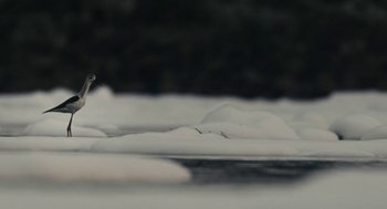 Movie still from “All That Breathes” (2022), directed by Shaunak Sen – A bird is flying over a snow covered field; Extreme Wide shot, High angle