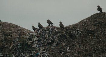 Movie still from “All That Breathes” (2022), directed by Shaunak Sen – A group of birds sitting on top of a pile of garbage; Extreme Wide shot, Low angle