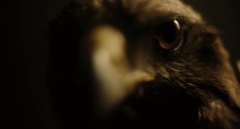 Movie still from “All That Breathes” (2022), directed by Shaunak Sen – The eye of an owl; Extreme Close Up shot, Low angle