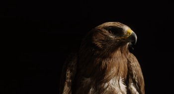 Movie still from “All That Breathes” (2022), directed by Shaunak Sen – A bird of prey's face; Extreme Close Up shot, Low angle