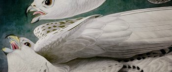 Movie still from “American Animals” (2018), directed by Bart Layton – View of the wings of a swan; Extreme Close Up shot, Overhead angle