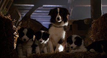 Movie still from “Babe” (1995), directed by Chris Noonan – A group of puppies sitting next to each other; Medium shot, High angle