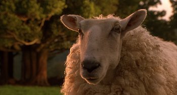 Movie still from “Babe” (1995), directed by Chris Noonan – A sheep's face in a field; Close Up shot, Low angle