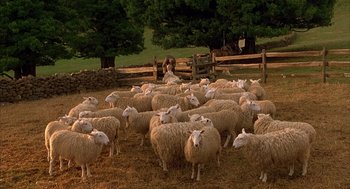 Movie still from “Babe” (1995), directed by Chris Noonan – A herd of sheep in a fenced in field; Wide shot, High angle