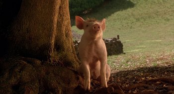 Movie still from “Babe” (1995), directed by Chris Noonan – A pig standing next to a tree in a field; Close Up shot, High angle