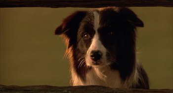 Movie still from “Babe” (1995), directed by Chris Noonan – A black and white dog is looking through a fence; Extreme Close Up shot, High angle