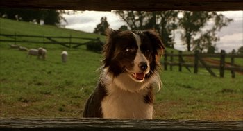 Movie still from “Babe” (1995), directed by Chris Noonan – A brown and white dog sitting on top of a grass covered field; Close Up shot, High angle