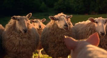 Movie still from “Babe” (1995), directed by Chris Noonan – A herd of sheep standing on top of a grass covered field; Medium shot, High angle
