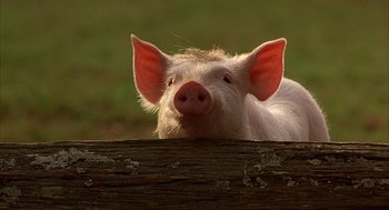 Movie still from “Babe” (1995), directed by Chris Noonan – A small pig looking over a fence; Close Up shot, High angle