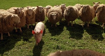 Movie still from “Babe” (1995), directed by Chris Noonan – A herd of sheep standing next to each other on top of a grass covered field; Wide shot, High angle