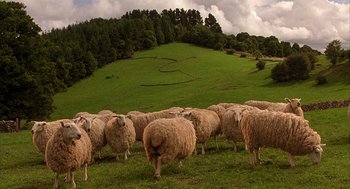 Movie still from “Babe” (1995), directed by Chris Noonan – A herd of sheep standing on top of a grass covered field; Extreme Wide shot, High angle