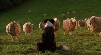 Movie still from “Babe” (1995), directed by Chris Noonan – A dog sitting in the middle of a herd of sheep in a grassy field; Wide shot, High angle