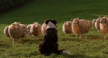 Movie still from “Babe” (1995), directed by Chris Noonan – A dog sitting in front of a herd of sheep; Wide shot, High angle