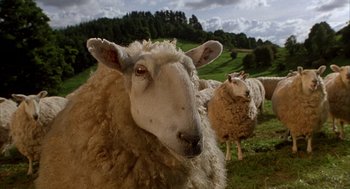 Movie still from “Babe” (1995), directed by Chris Noonan – A sheep's face in a field with other sheep in the background; Close Up shot, Low angle