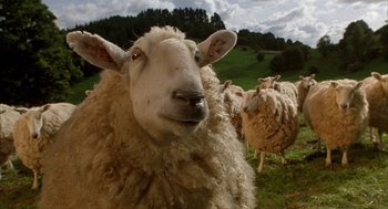 Movie still from “Babe” (1995), directed by Chris Noonan – A sheep in a grassy field; Close Up shot, Low angle