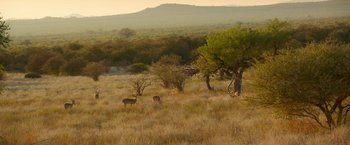 Movie still from “Beast” (2022), directed by Baltasar Kormákur – A group of deer grazing in a grassy field; Extreme Wide shot, High angle