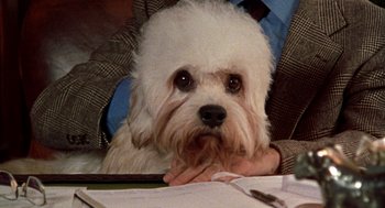 Movie still from “Best in Show” (2000), directed by Christopher Guest – A white dog sitting on a person's lap at a desk; Close Up shot, High angle