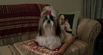 Movie still from “Best in Show” (2000), directed by Christopher Guest – A dog sitting on top of a pillow on top of a couch; Close Up shot, High angle