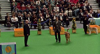 Movie still from “Best in Show” (2000), directed by Christopher Guest – Two men and a brown dog in a competition; Wide shot, High angle