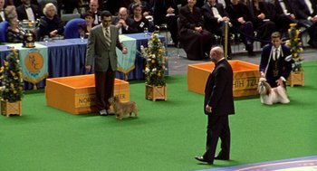 Movie still from “Best in Show” (2000), directed by Christopher Guest – A man in a suit and tie standing next to a dog; Wide shot, High angle