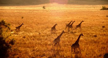 Movie still from “Blended” (2014), directed by Frank Coraci – A herd of giraffes walking across a dry grass field; Extreme Wide shot, High angle