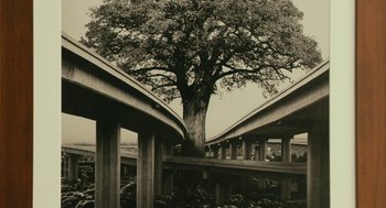 Movie still from “Blindspotting” (2018), directed by Carlos López Estrada – A tree is in the middle of a bridge; Extreme Wide shot, Low angle