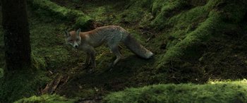 Movie still from “Border” (2018), directed by Ali Abbasi – A fox is standing in the middle of a forest; Wide shot, High angle