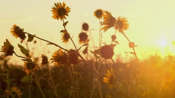 Movie still from “Cameraperson” (2016), directed by Kirsten Johnson – The sun is setting over a field of sunflowers; Extreme Close Up shot, Low angle