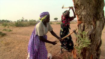 Movie still from “Cameraperson” (2016), directed by Kirsten Johnson – A couple of women are working on a tree; Medium shot, Low angle