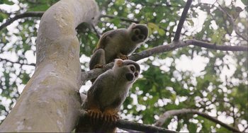 Movie still from “Cannibal Holocaust” (1980), directed by Ruggero Deodato – A couple of monkeys sitting on top of a tree branch; Wide shot, Low angle