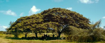 Movie still from “Che: Part One” (2008), directed by Steven Soderbergh – A group of people sitting under a large tree; Extreme Wide shot, High angle