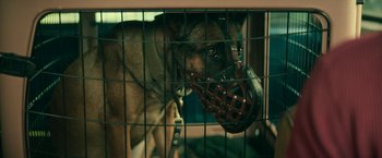 Movie still from “Dog” (2022), directed by Reid Carolin – A dog with a muzzle in a cage; Close Up shot, High angle