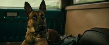 Movie still from “Dog” (2022), directed by Reid Carolin – A dog with a collar on; Close Up shot, High angle